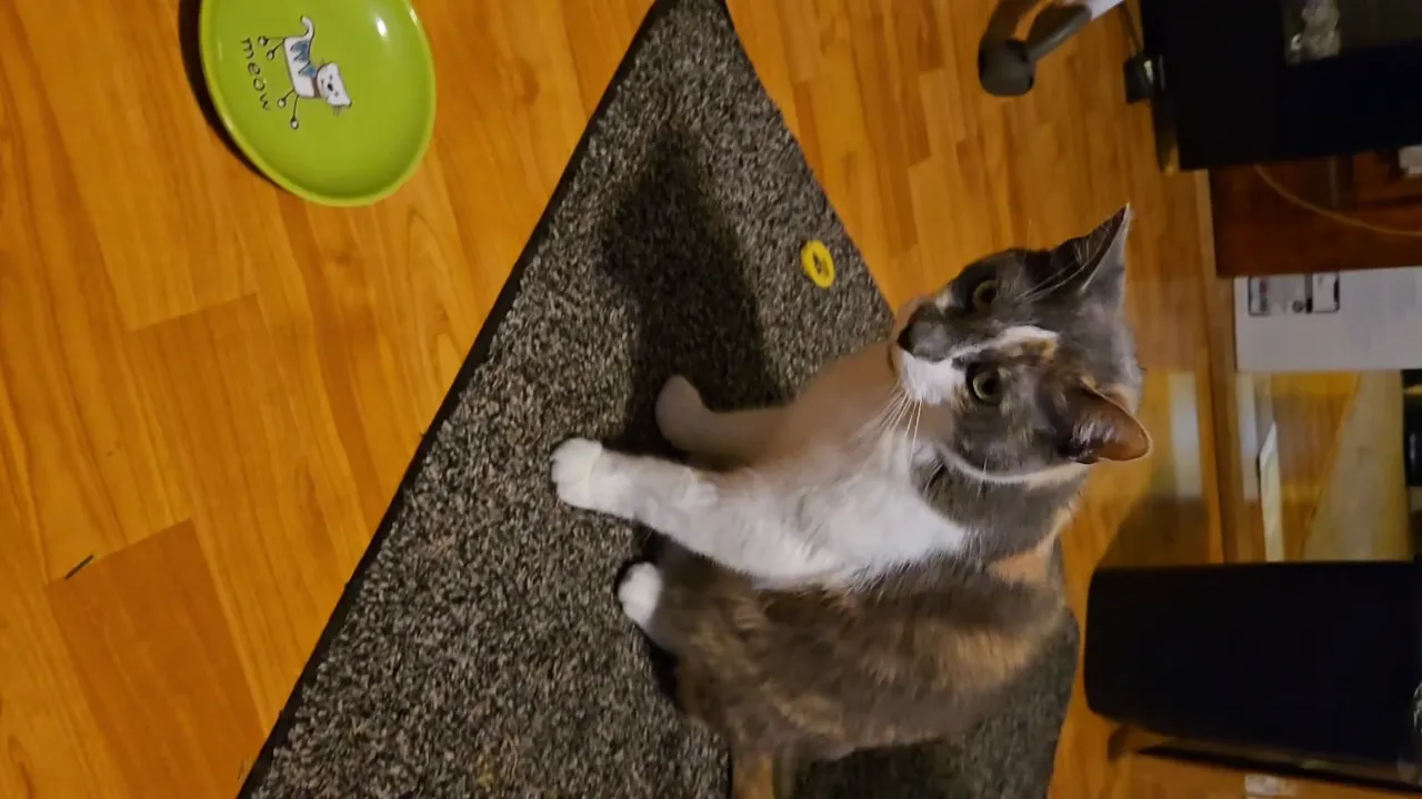 Pet Lifestyle UGC